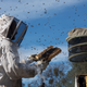 Image for article titled Watch a Queen Bee Mate With a Drone in Mid-Flight